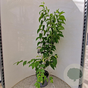Heptacodium miconioides 120-140 cm 10L