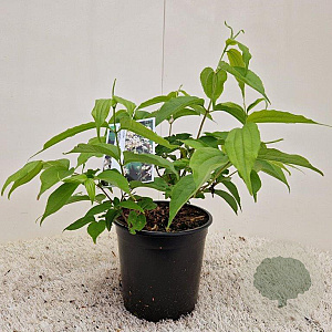 Heptacodium miconioides 40-50 cm 2,5L