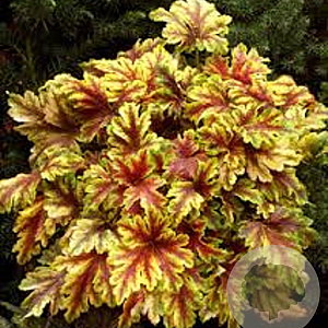 Heucherella 'Golden Zebra' GM P9