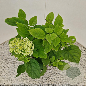 Hydrangea a. 'Annabelle' 30-40 cm 2,5L