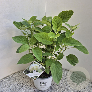 Hydrangea a. Strong Annabelle 30-40 cm 3,0L
