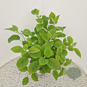 Hydrangea a. Strong Annabelle 30-40 cm 5,0L