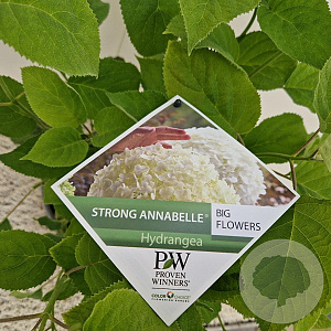 Hydrangea a. Strong Annabelle 40-50 cm 5,0L