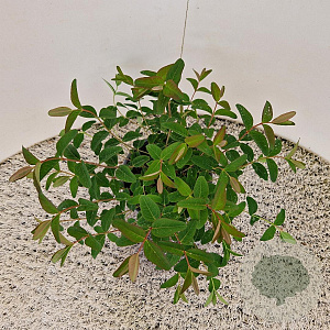 Hypericum 'Hidcote' 30-40 cm 2,5L