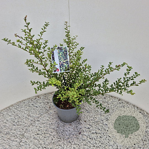 Ilex crenata 'Convexa' 30-40 cm 2,5L
