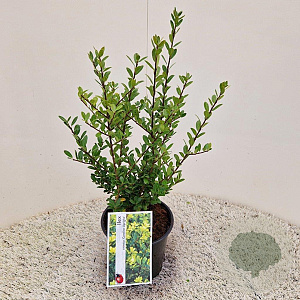 Ilex crenata 'Caroline Upright' 30-40 cm 2,5L