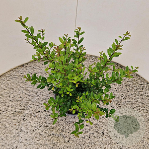 Ilex crenata 'Caroline Upright' 40-45 cm 2,5L