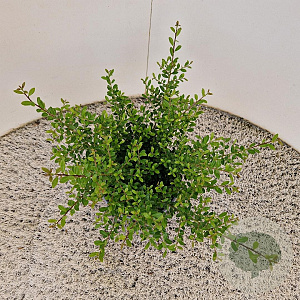 Ilex crenata 'Stokes' 30-40 cm 2,5L
