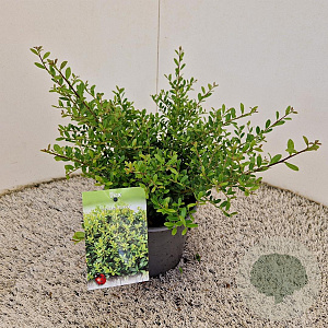 Ilex crenata 'Stokes' 30-40 cm 2,5L