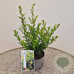 Ilex maximowicziana kanehirae 40-45 cm 2,5L