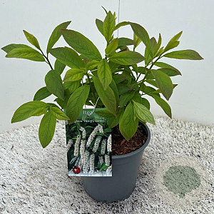 Itea virginica 'Henry's Garnet' 25-30 cm 2,5L