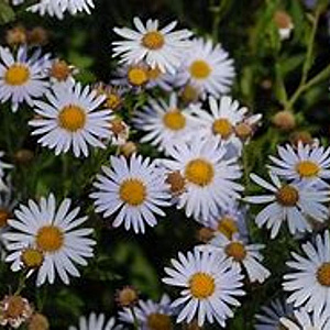 Kalimeris incisa 'Madiva' GM 2,0L
