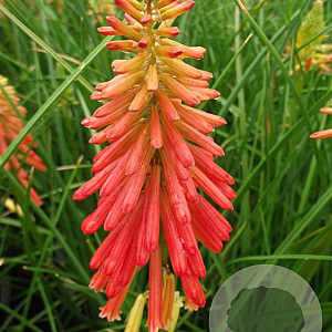 Kniphofia 'Papaya Popsicle' GM P9