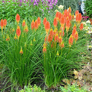 Kniphofia 'Papaya Popsicle' GM P9