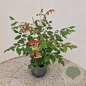 Koelreuteria paniculata 30-40 cm 2,5L