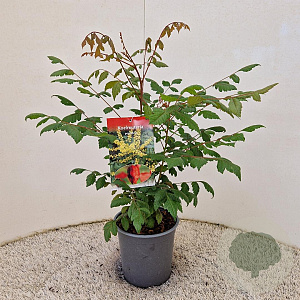 Koelreuteria paniculata 30-40 cm 2,5L