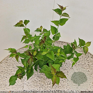 Leycesteria formosa 40-50 cm 3,0L