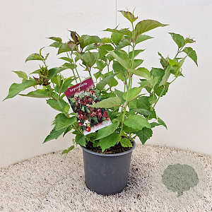 Leycesteria formosa 40-50 cm 3,0L