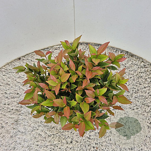 Leucothoe 'Zeblid' 25-30 cm 2,5L