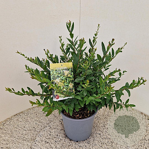 Ligustrum vulg. 'Lodense' 40-45 cm 4,5L