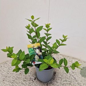 Lonicera fragrantissima 30-40 cm 2,5L