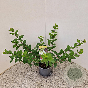 Lonicera purpusii 'Winter Beauty' 30-40 cm 2,5L