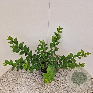 Lonicera purpusii 'Winter Beauty' 30-40 cm 2,5L