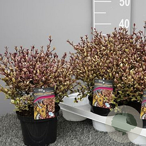 Lophomyrtus ralphii 'Purpurea Nana' 30-40 cm 5,0L