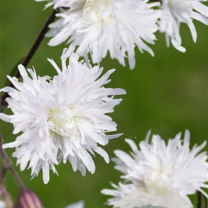 Lychnis flos-cuculi Petit Henri GM P9