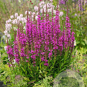 Lythrum Robin GM P9