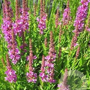 Lythrum Robin GM P9