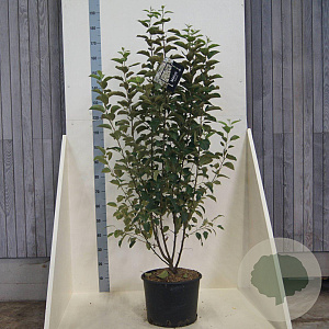 Malus 'Evereste' 150-175 cm 20L meerstammig