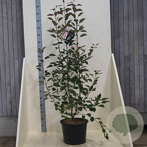 Malus 'Rudolph' 150-175 cm 20L meerstammig