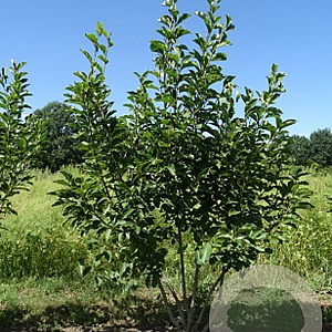 Magnolia soulangeana 150-175 cm draadkluit meerstammig 80-100 breed
