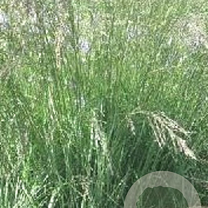 Molinia arund. 'Fontäne' GM P9