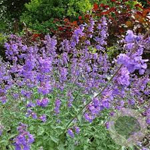 Nepeta 'Walker's Low' 25-30 cm 2,5L