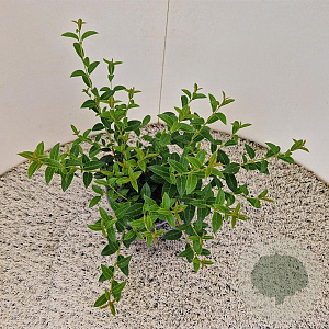 Osmanthus burkwoodii 30-40 cm 2,5L