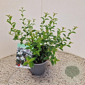 Osmanthus burkwoodii 30-40 cm 2,5L