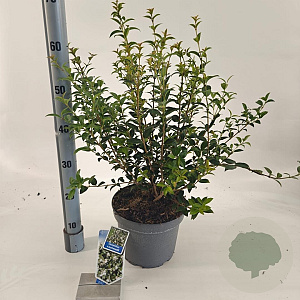 Osmanthus burkwoodii 30-40 cm 5,0L