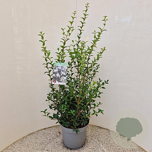 Osmanthus burkwoodii 80-90 cm 7,5L