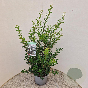 Osmanthus burkwoodii 80-90 cm 7,5L