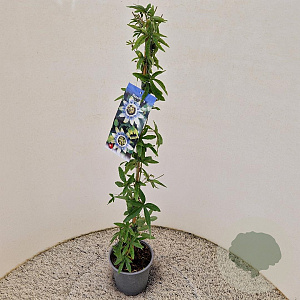 Passiflora caerulea 70-80 cm 2,5L