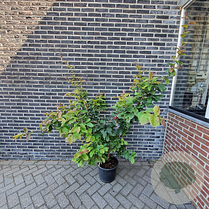 Parrotia persica 125-140 cm 15L