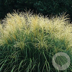 Panicum virgatum 'Strictum' GM P9 BIO