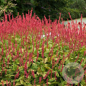 Persicaria a. 'Anouk' GM P9