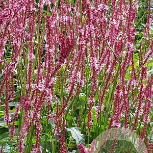 Persicaria a. 'Fascination' GM P9