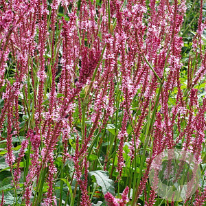 Persicaria a. 'Fascination' GM P9
