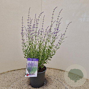 Perovskia atripl. 'Little Spire' 30-40 cm 2,5L