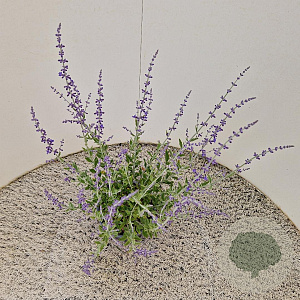 Perovskia atripl. 'Little Spire' 40-50 cm 2,5L