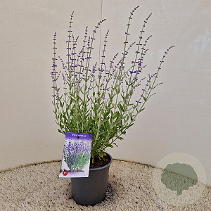 Perovskia atripl. 'Little Spire' 40-50 cm 2,5L